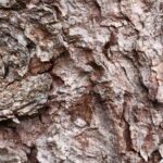Woodbarkmacro3