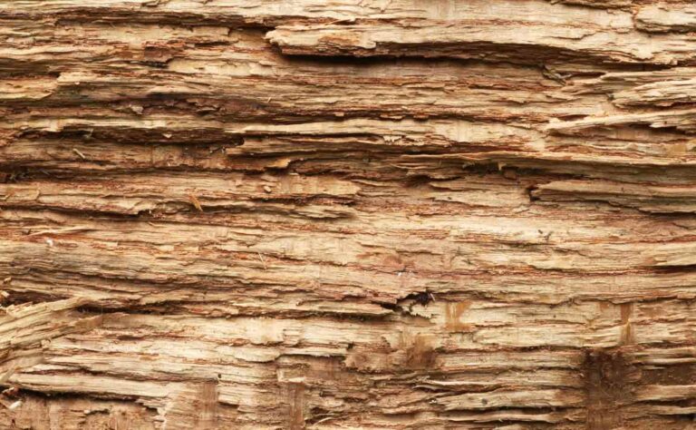 Rough Macro Wood Texture