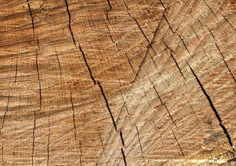 Split Wood Grain Texture
