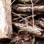 Woodpile