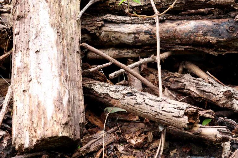 Pile of Old Wood