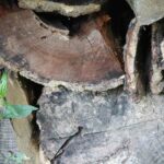 Wood pile with leaf photo