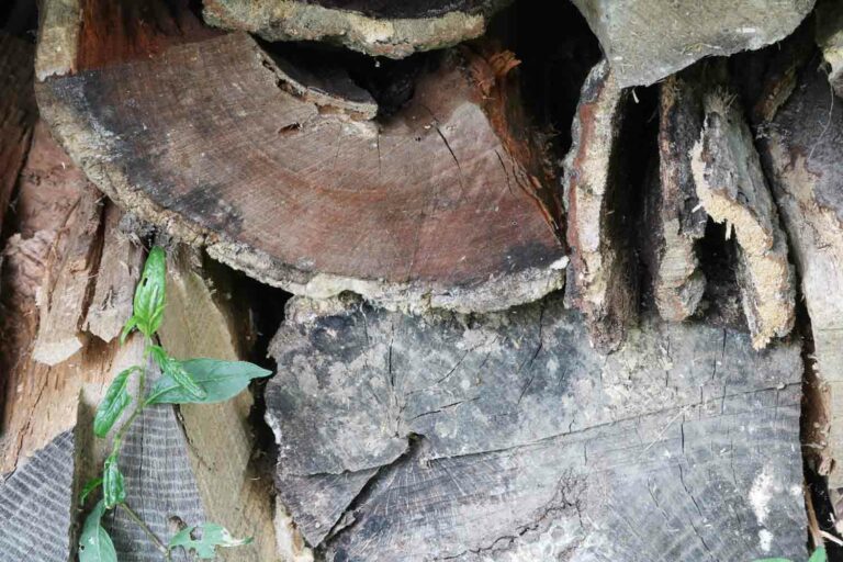 Pile of Old Firewood With Green Plant Growing