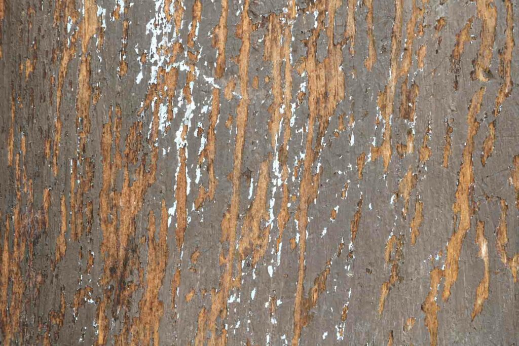 Wood texture 3