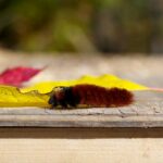 Woolly Caterpillar Lowres