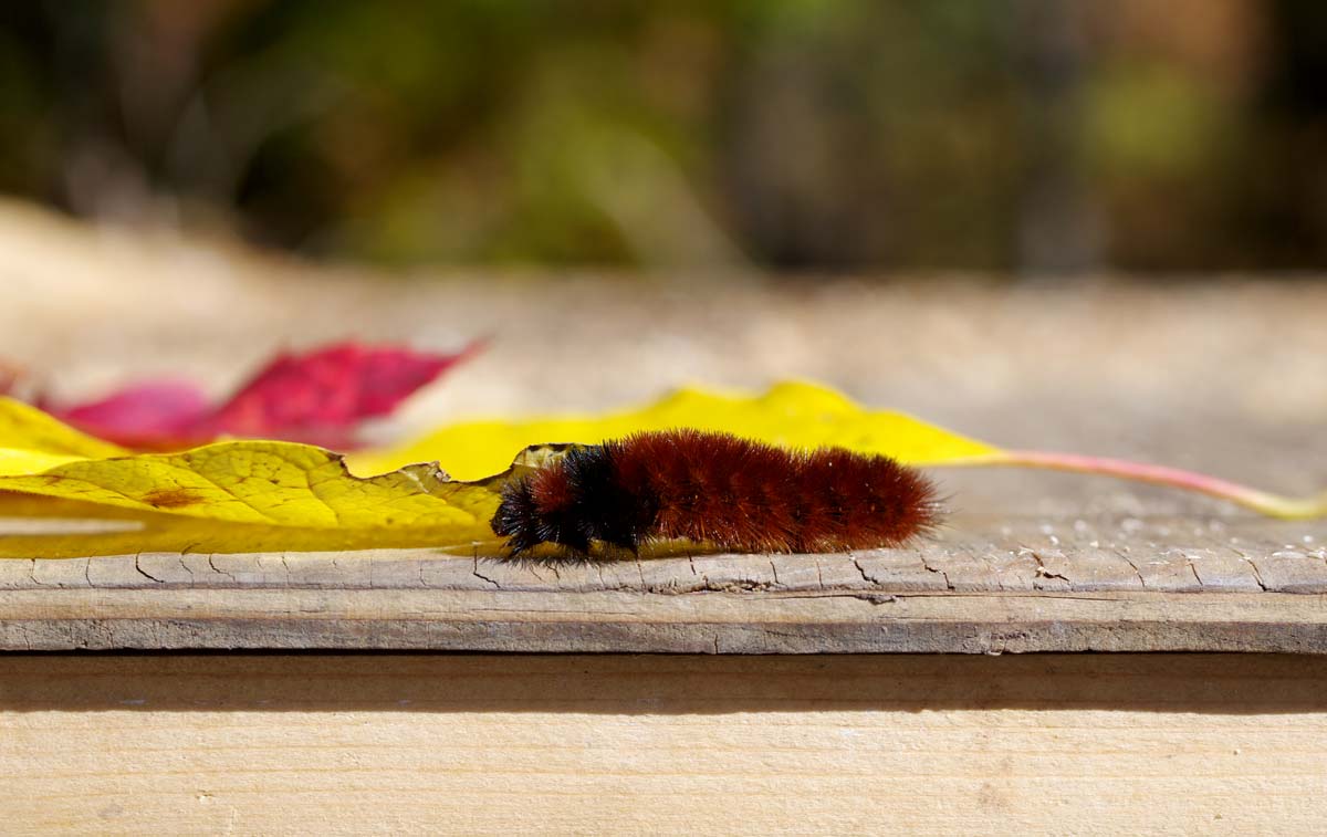 Woolly Caterpillar Lowres