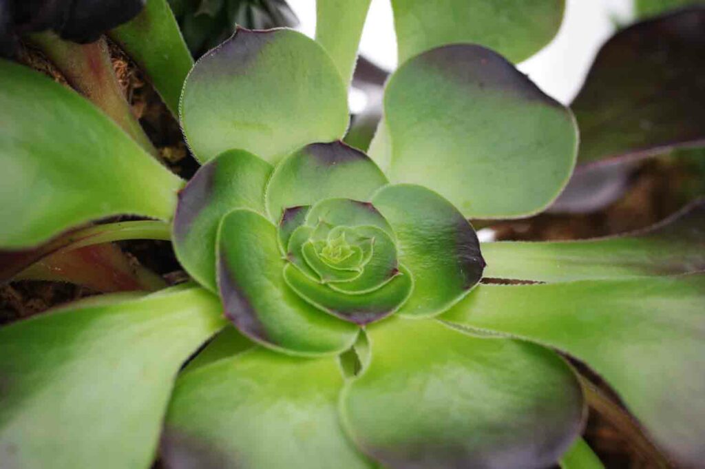 Aeonium Arboreum 1.jpg
