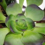 Aeonium Arboreum 1.jpg