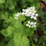 Alliaria Petiolata 1.jpg