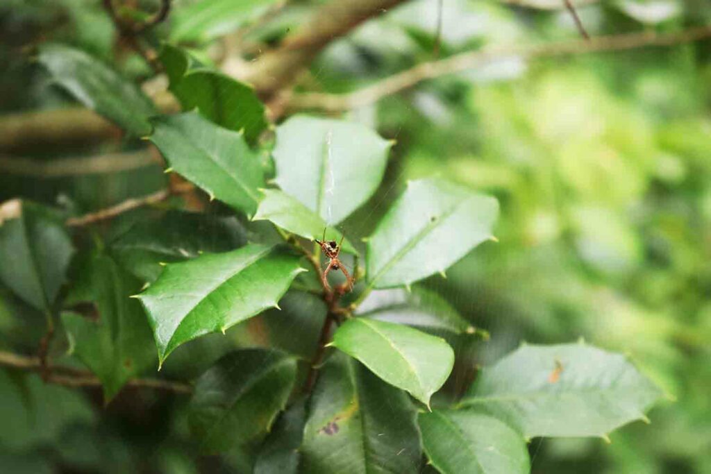 Arrow Shaped Orb Weaver 1.jpg