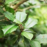 Arrow Shaped Orb Weaver 1.jpg
