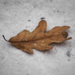 Autumn Leaf On Snow 1.jpg