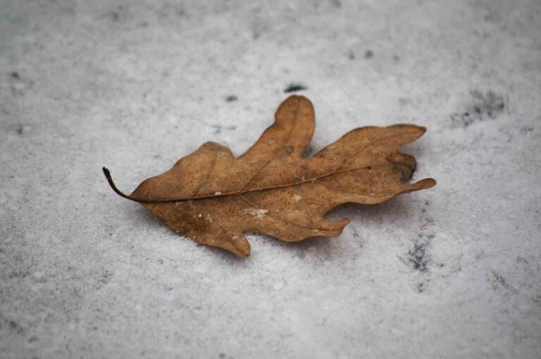 Autumn Leave on Snowy Ground Stock Photo
