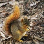 Autumn Squirrel 1.jpg