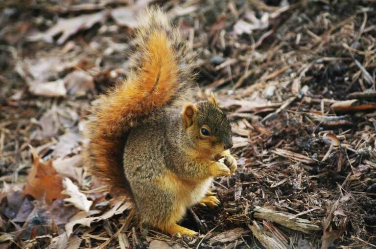 Squirrel Stock Photo With Acorn