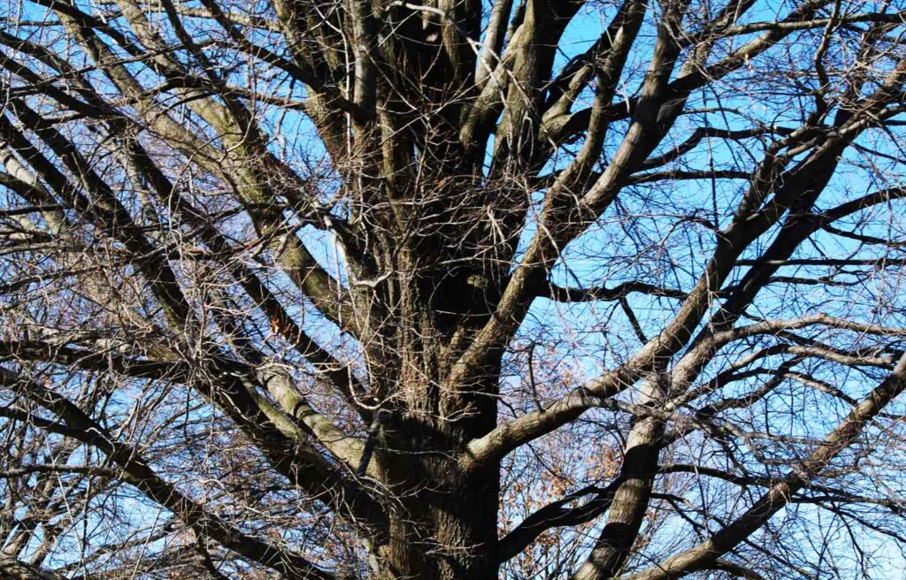 Bare Tree Branches1 1.jpg