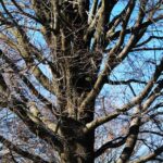 Bare Tree Branches1 1.jpg