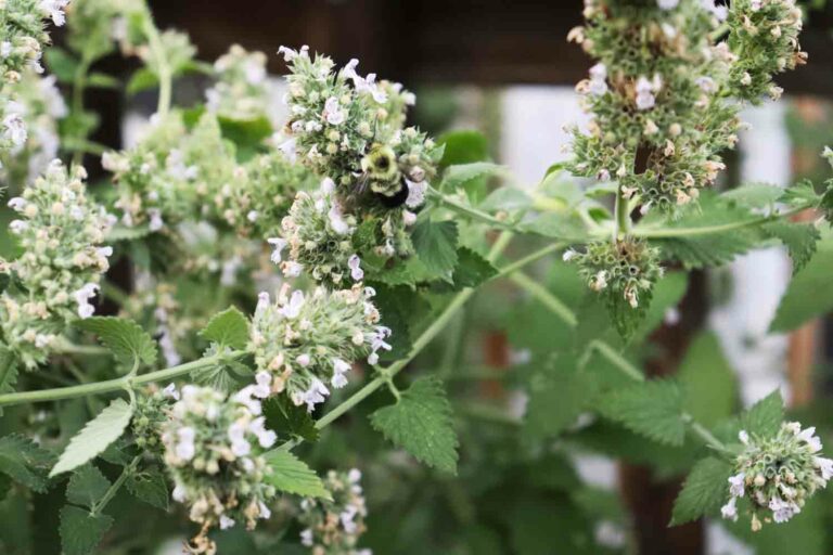 Bumble Bee Pollinating Catnip Flower