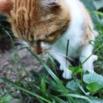 Cat In Grass B1 1.jpg