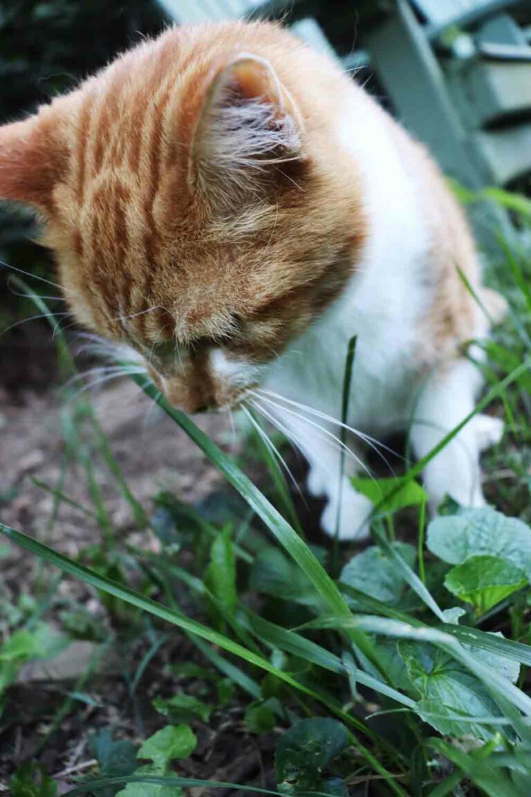 Orange and White Tabby Cat Named Burrito Eats Grass in the Yard