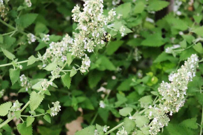 Catnip Flower Being Pollinated by a Bumble Bee