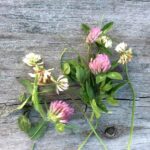 Clover Flowers Rustic Wood 1.jpg