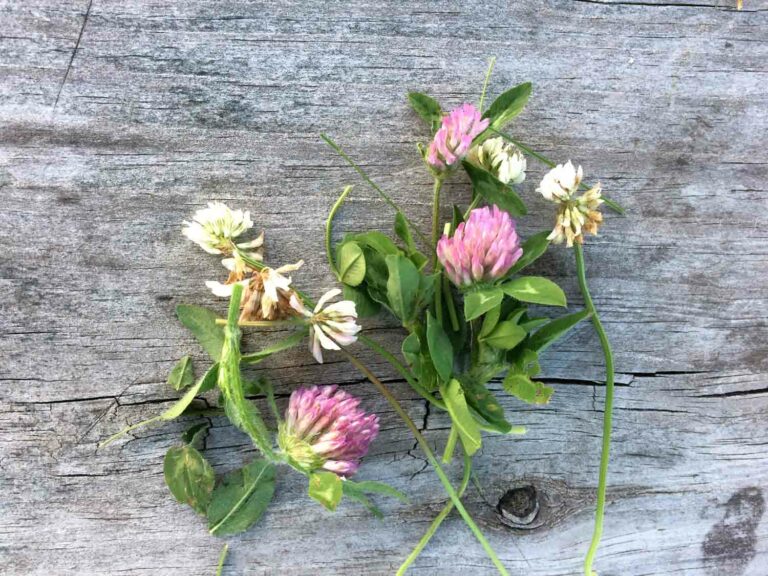 Clover Flowers on Rustic Wood Background