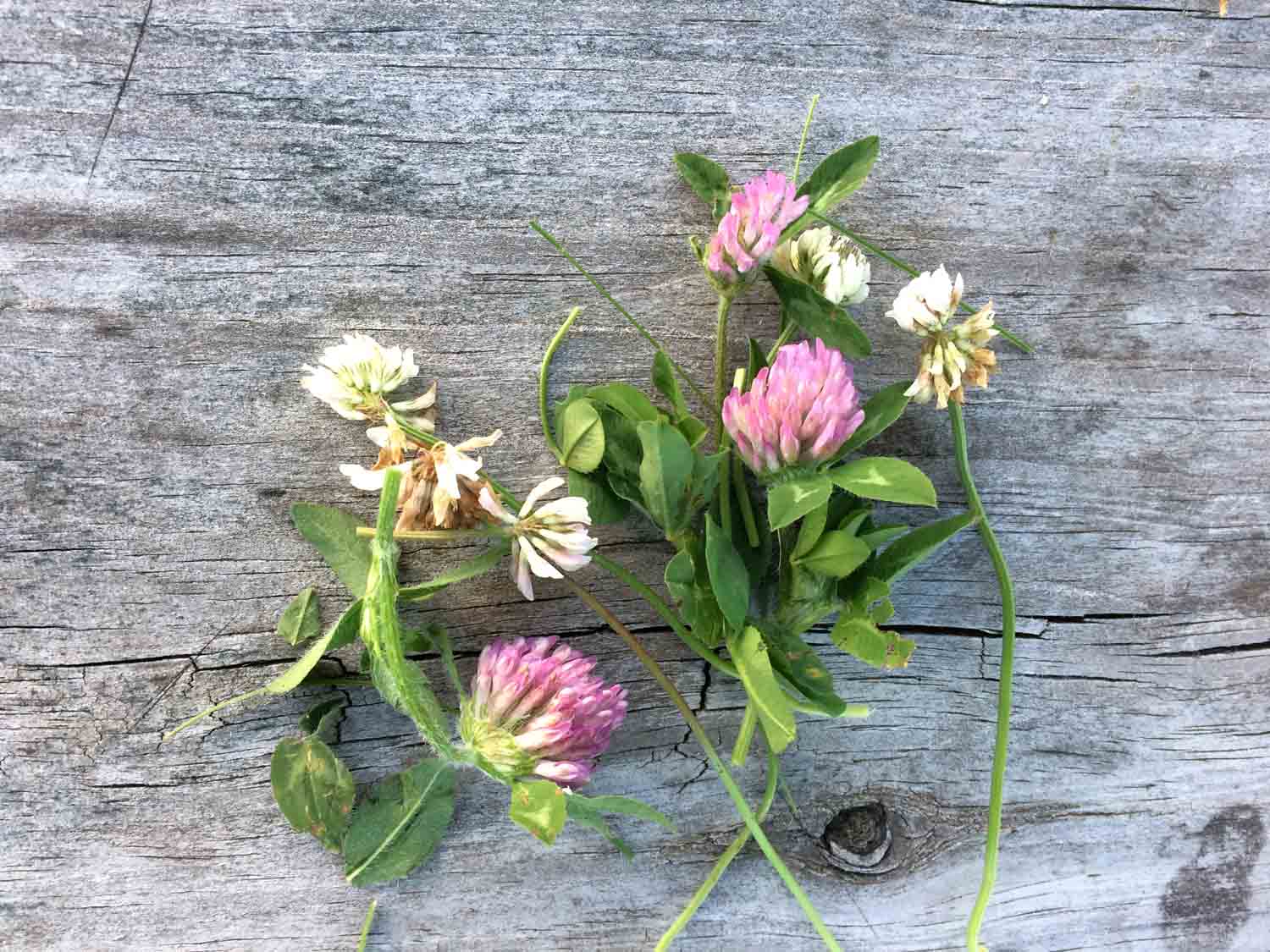 Clover Flowers Rustic Wood 1.jpg