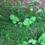 Common Lawn Weeds 1.jpg