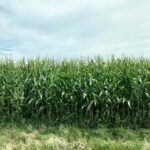 Cornfield1 1.jpg