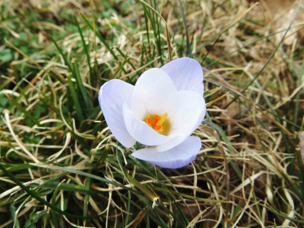 Crocus 1.jpg