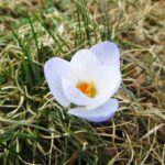 Crocus 1.jpg
