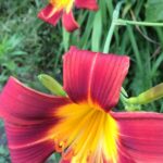 Daylily 1.jpg