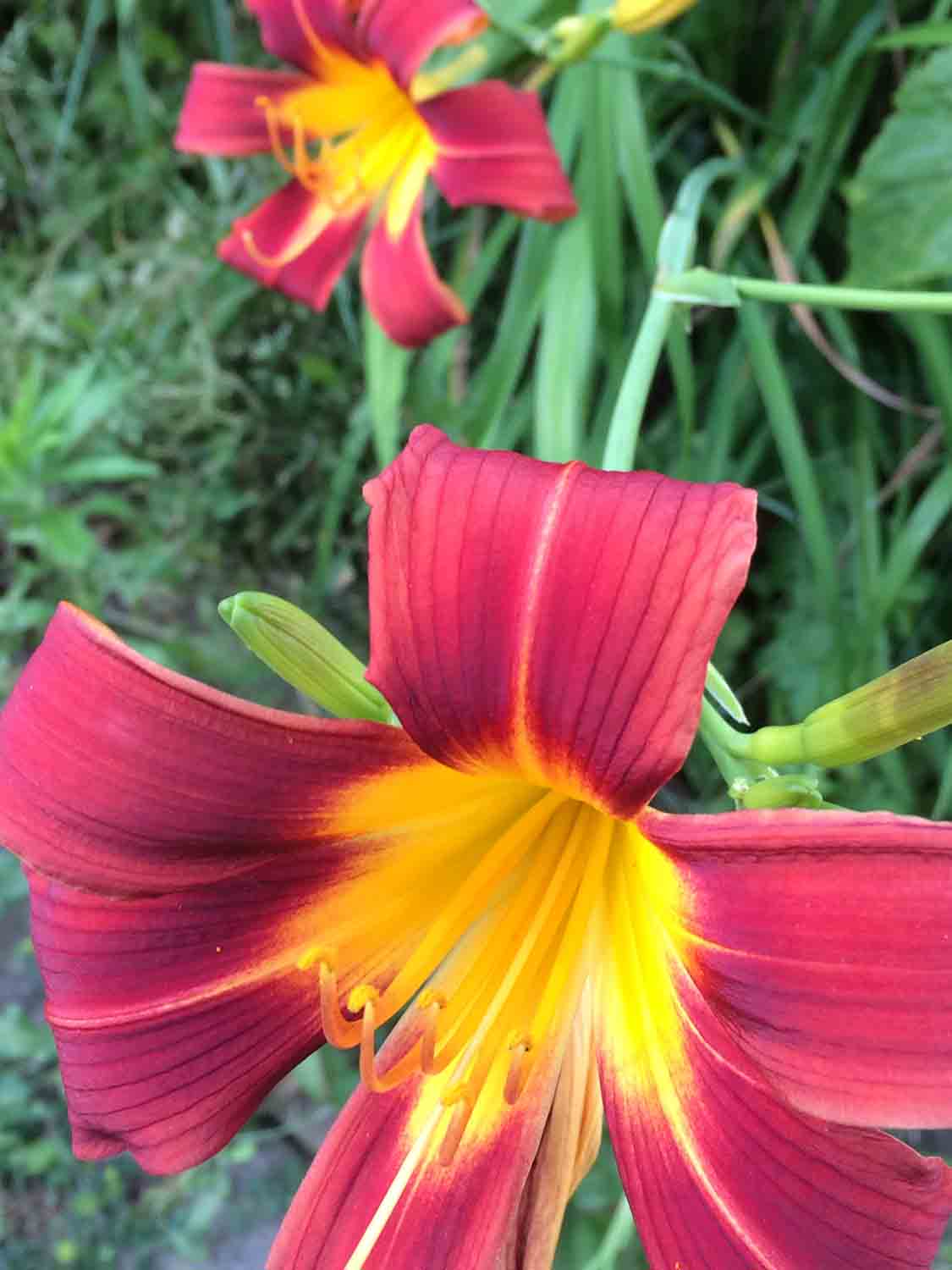 Daylily 1.jpg