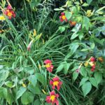 Daylily Flower1 1.jpg