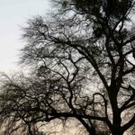 Dead Tree Branches Sky 1.jpg