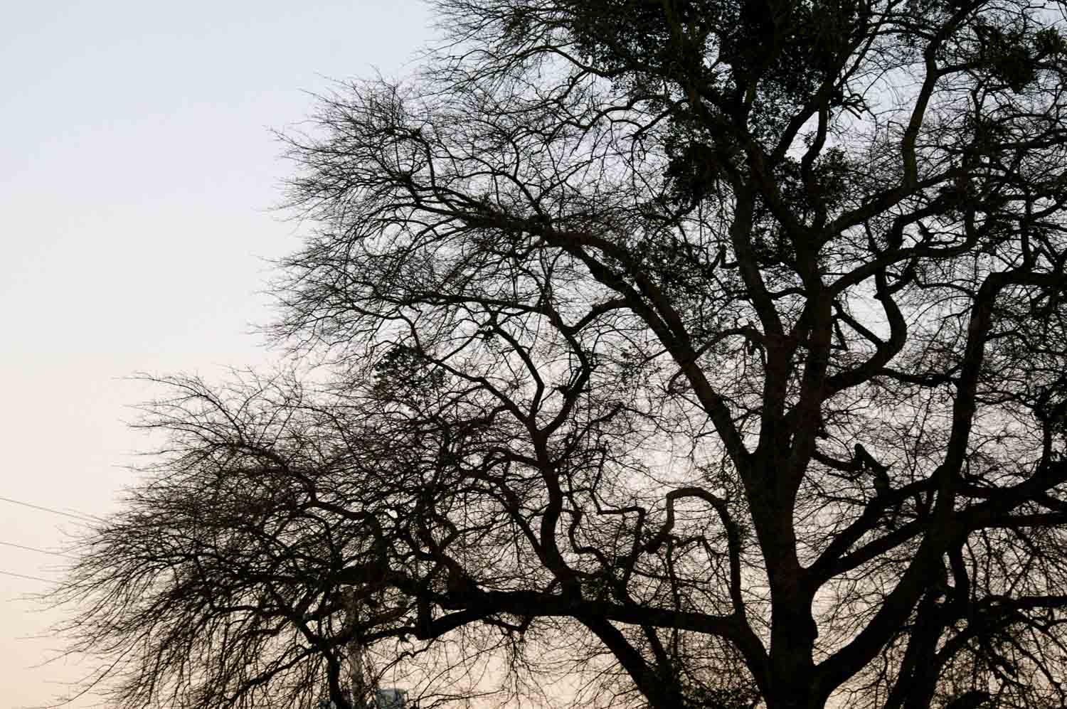 Dead Tree Branches Sky 1.jpg