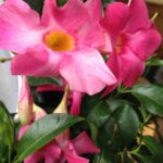 Dipladenia Flower 1.jpg