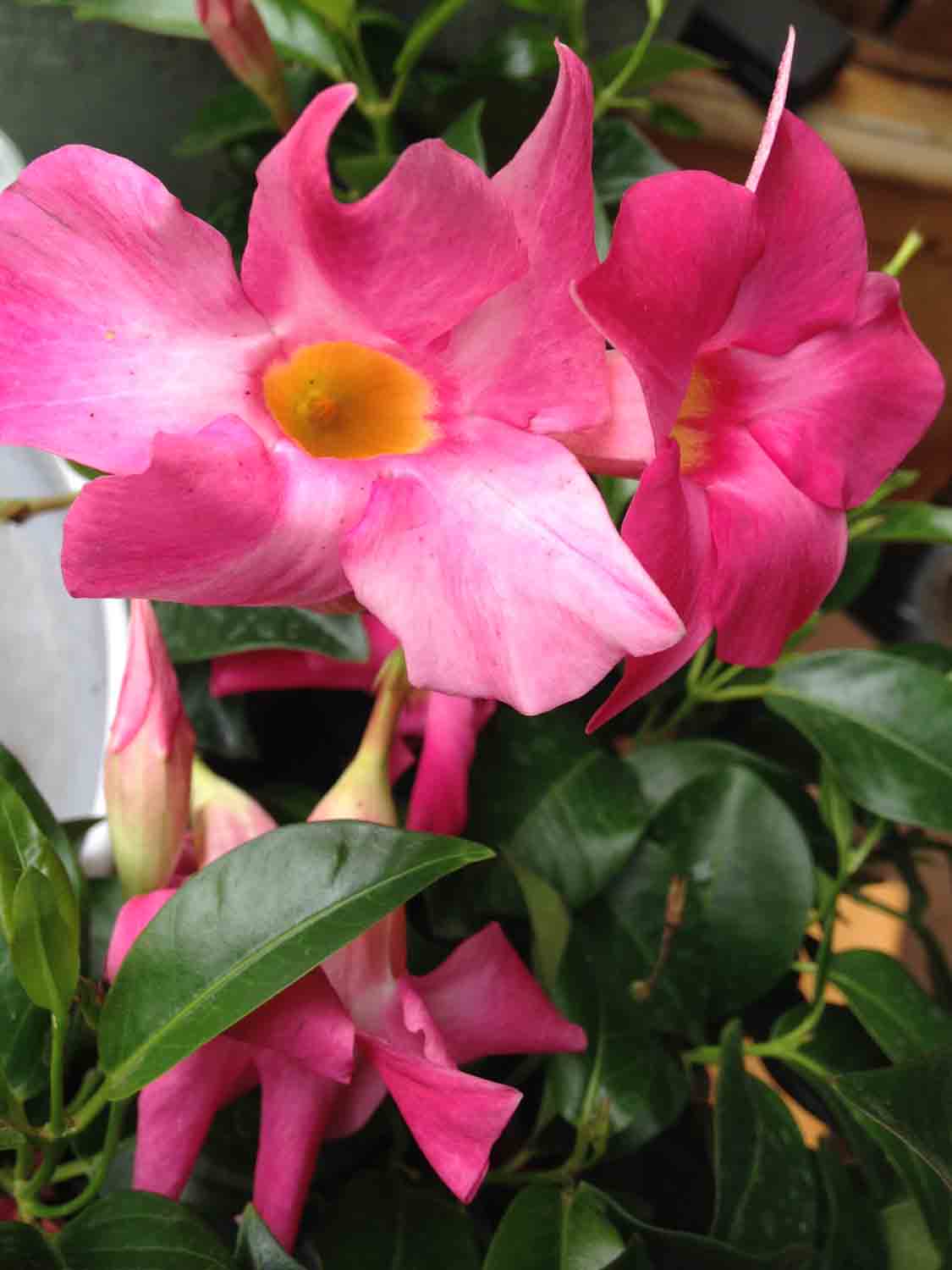 Dipladenia Flower 1.jpg