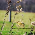 Dried Meadow Wildflowers 1.jpg