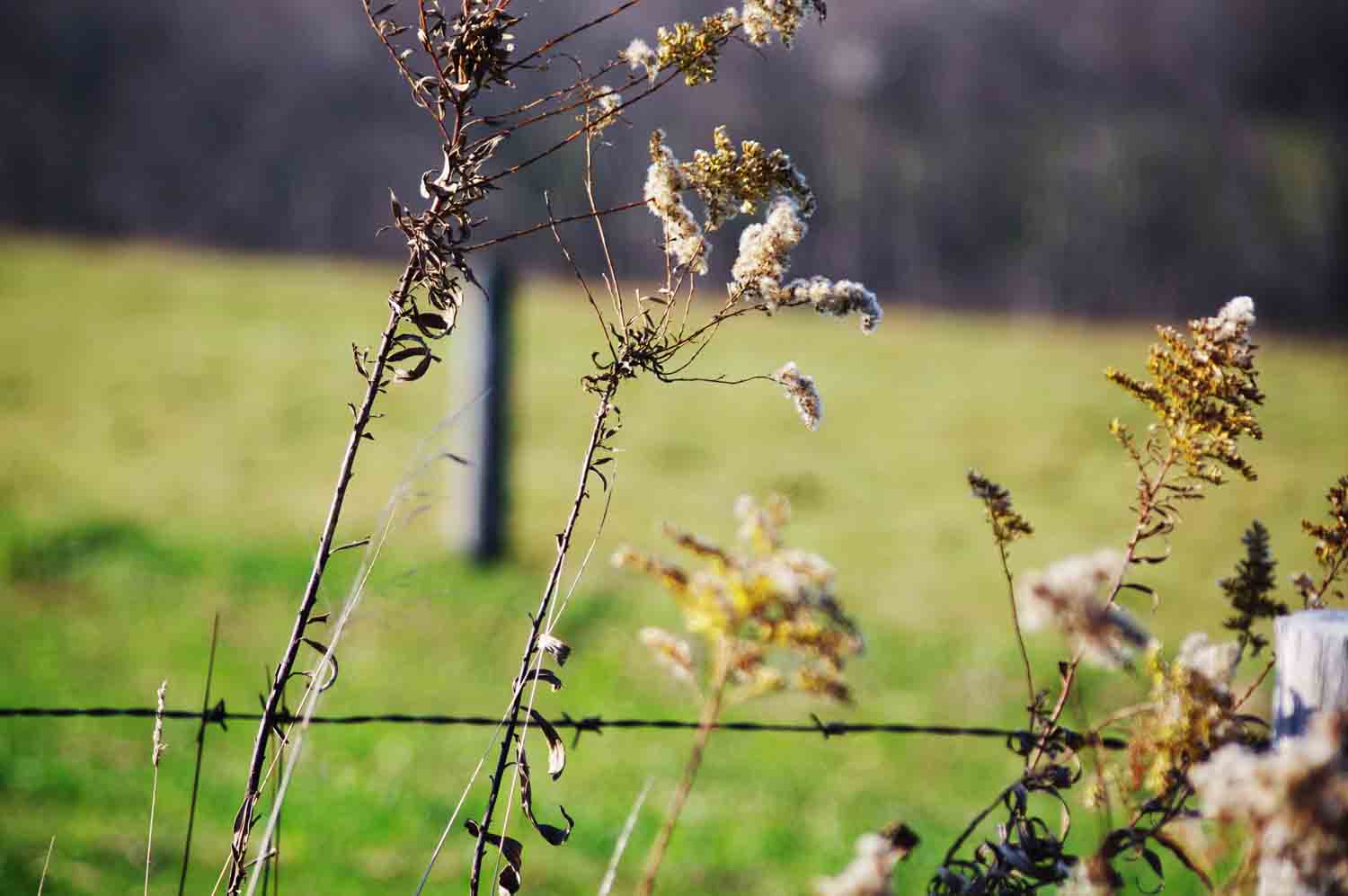 Dried Meadow Wildflowers 1.jpg