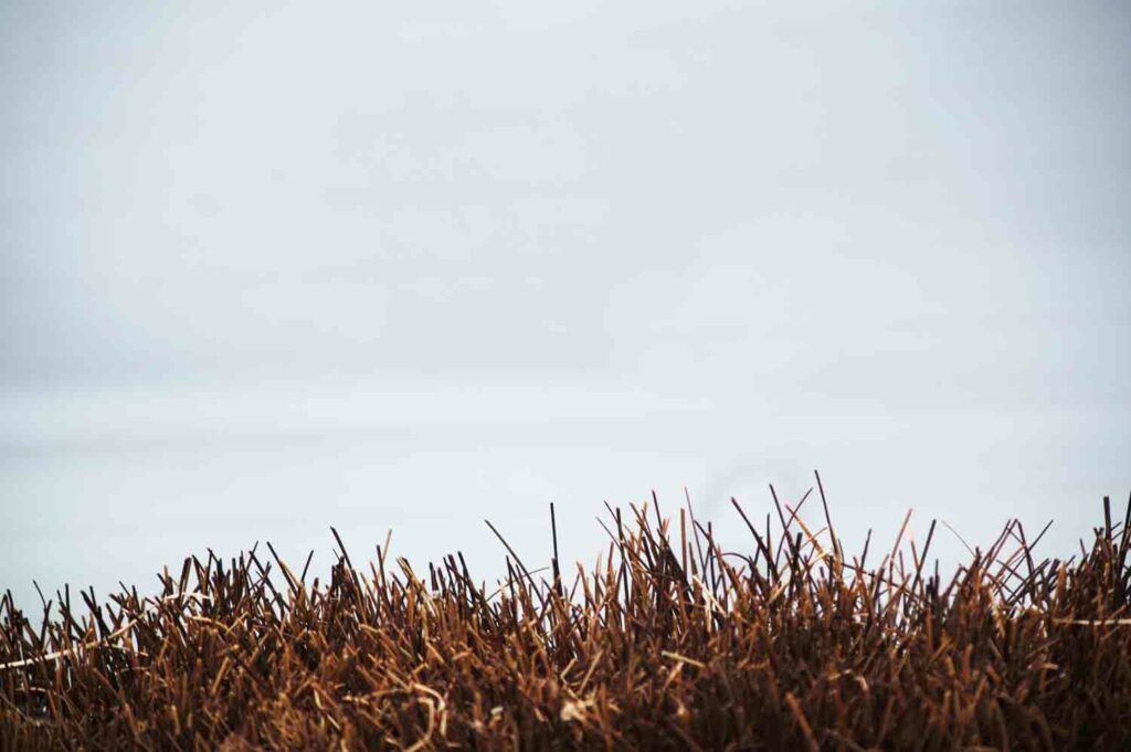 Field Blur 1.jpg