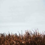 Field Blur 1.jpg