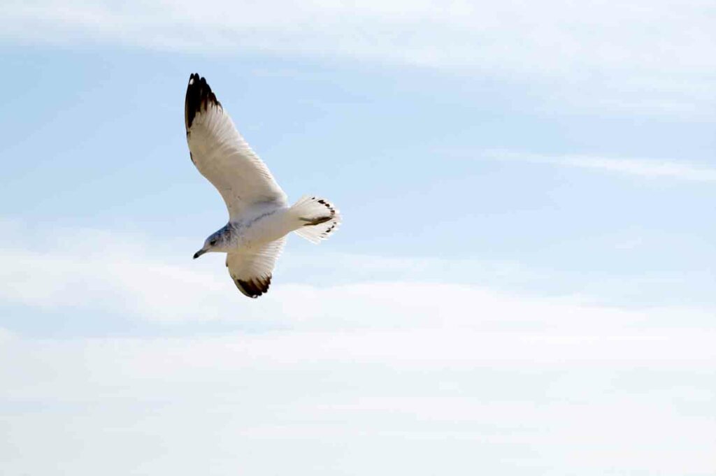 Flying Seagull3 1.jpg