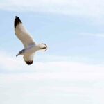 Flying Seagull3 1.jpg