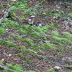Forestmoss 1.jpg