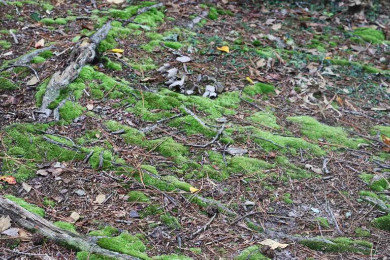 Green moss growing in the forest