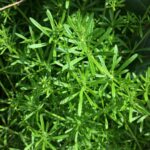 Galium Aparine 1.jpg
