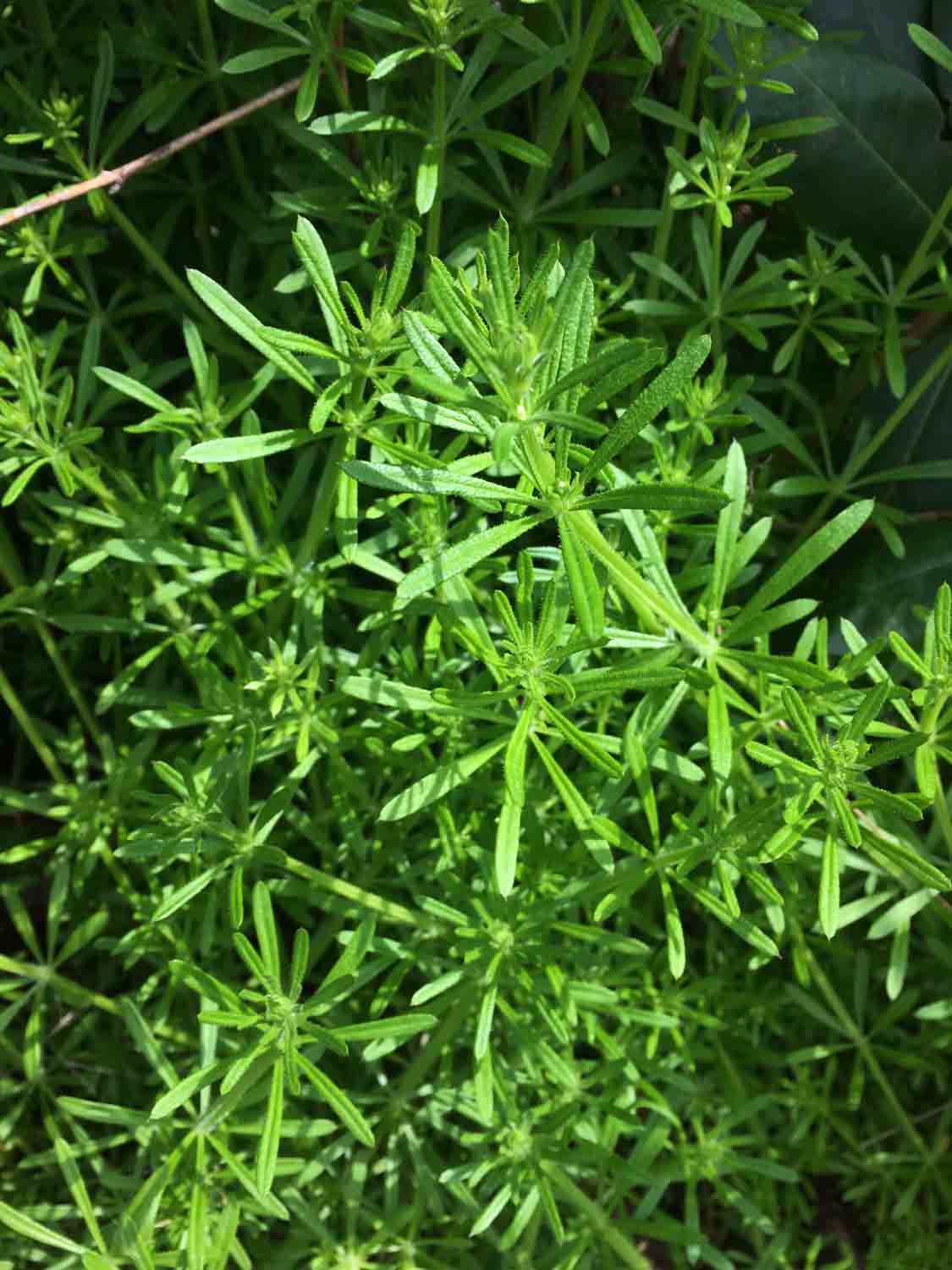 Galium Aparine 1.jpg