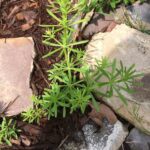 Galium2 1.jpg